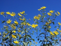01115c - Photo Expedition - Yellow Flowers.jpg